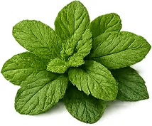 Sedopsorin — óleo de hortelã-verde (Mentha Spicata)